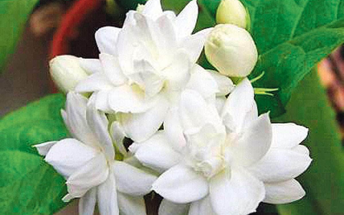 மல்லிகைப் பூ மருத்துவம்!
