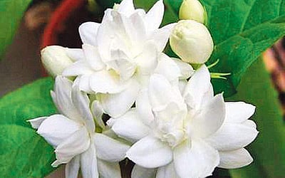 மல்லிகைப் பூ மருத்துவம்!