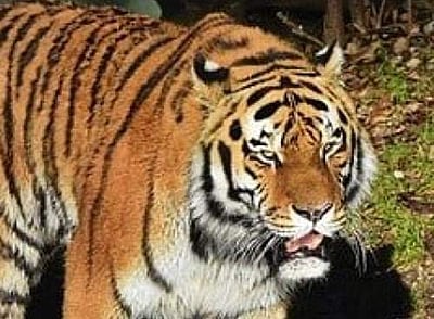 கூடலூர் அருகே எஸ்டேட்  பகுதியில் 5-வது நாளாக புலியை பிடிக்கும் பணி தொடர்கிறது