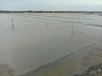 வேதாரண்யத்தில் பலத்த மழை: உப்பு உற்பத்தி பாதிப்பு