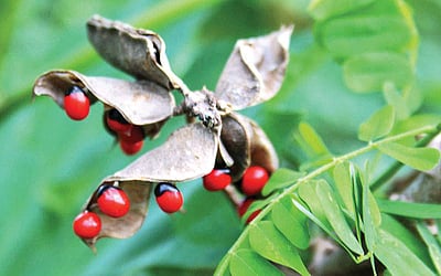 மரங்களின் வரங்கள்!: மூர்த்தி சிறியது, கீர்த்திப் பெரியது -  ஆனை குன்றிமணி மரம்