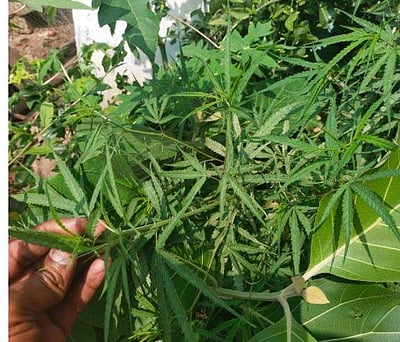 கடலூரில் வீட்டு பூந்தொட்டியில் கஞ்சா பயிரிட்ட 2 பேர் கைது