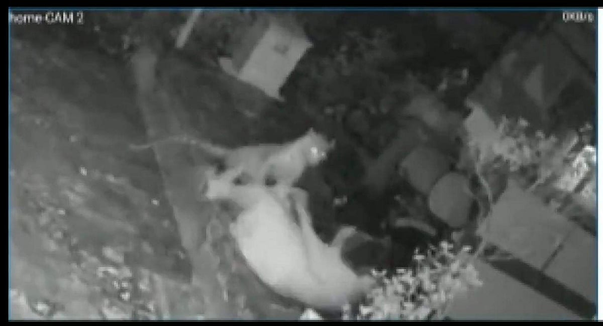 சிறுத்தையுடன் சண்டையிட்டு தப்பித்த மூதாட்டி(விடியோ)