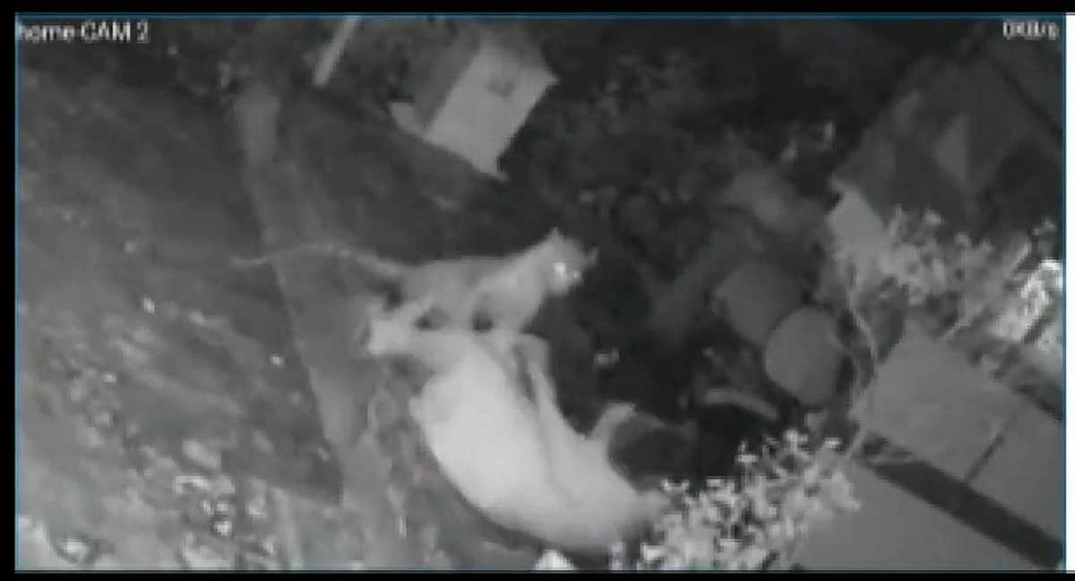 சிறுத்தையுடன் சண்டையிட்டு தப்பித்த மூதாட்டி(விடியோ)