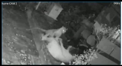 சிறுத்தையுடன் சண்டையிட்டு தப்பித்த மூதாட்டி(விடியோ)