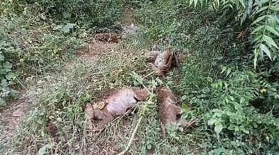 கர்நாடகத்தில் விஷம் வைத்து கொல்லப்பட்ட 20 குரங்குகள்