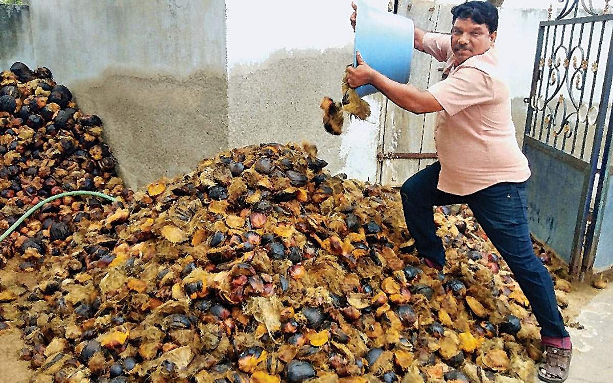 1 கோடி பனை விதைகள்!