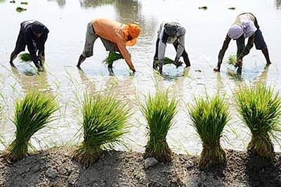 நெல் பயிரிடும் பரப்பு 401.15 லட்சம் ஹெக்டேராக அதிகரிப்பு