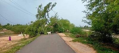 இளையான்குடி, சாலைக்கிராமம் பகுதிகளில் மழை: மரங்கள், மின் கம்பங்கள் சாய்ந்தன