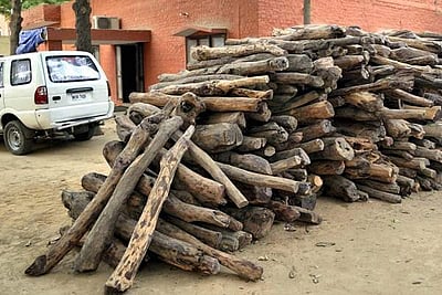 கர்நாடகத்தில் சந்தன மரங்கள் கடத்தல்: கிருஷ்ணகிரி பர்கூரைச் சேர்ந்த 4 பேர் கைது