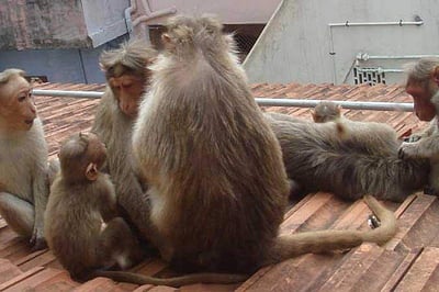 2 மாத குழந்தையைத் தண்ணீர் தொட்டியில் வீசிய குரங்கு