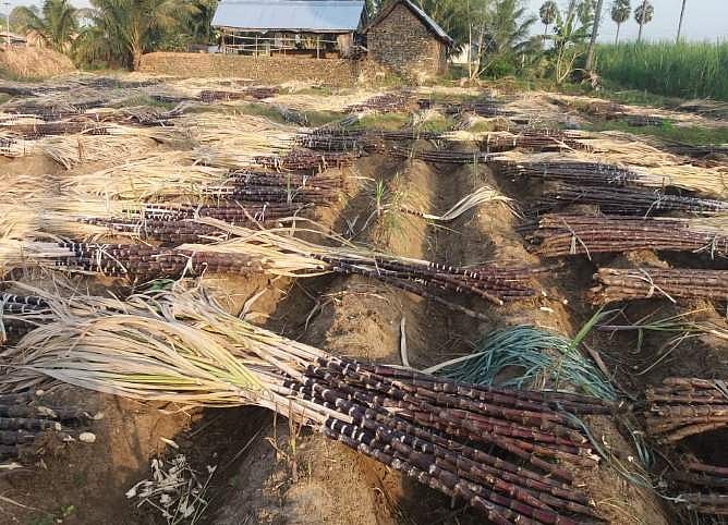 சேலம்: காவிரி பாசனப் பகுதிகளில் கருகும் செங்கரும்புகள்