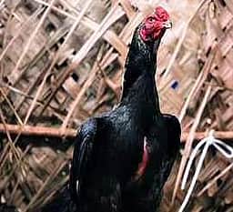 சேவல் திருட்டு: சிறுவன் உள்பட 
3 போ் மீது வழக்கு; 2 போ் கைது