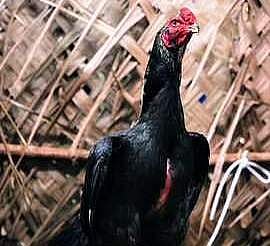 தமிழகத்தில் ஜன.25 வரை சேவல் சண்டைக்குத் தடை: உயர்நீதிமன்ற மதுரைக் கிளை