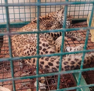 ஆசனூர் பழங்குடியின குடியிருப்பு மாட்டுத்தொழுவத்தில் சிறுத்தை குட்டி கண்டெடுப்பு