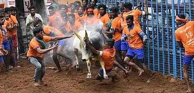 அவனியாபுரம் ஜல்லிக்கட்டு தொடங்கியது