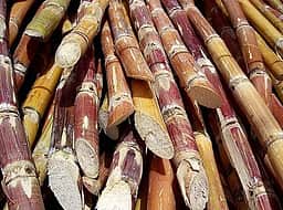 கரும்புக்கான ஆதரவு விலை குவிண்டாலுக்கு ரூ.365-ஆக அதிகரிப்பு!