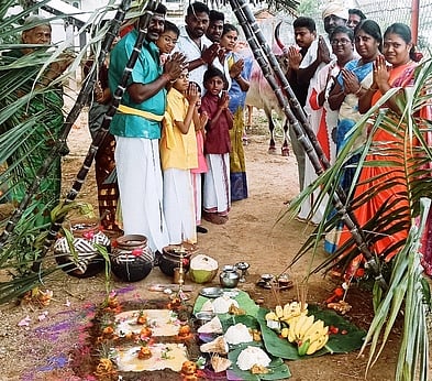இளம்பிள்ளை அருகே மாட்டுப் பொங்கல் விழா