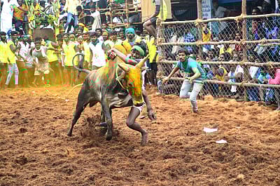 மதுரை பாலமேடு ஜல்லிக்கட்டு சற்று நேரத்தில் தொடங்குகிறது