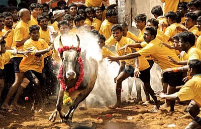 பாலமேடு ஜல்லிக்கட்டு தொடங்கியது: வாடிவாசல் வழியாக சீறிப்பாயும் காளைகள்