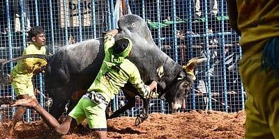 பாலமேடு ஜல்லிக்கட்டு நிறைவு: 21 காளைகளை அடக்கியவருக்கு முதல் பரிசு