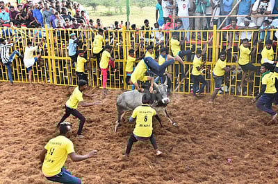 திருச்சி: பெரிய சூரியூர் ஜல்லிக்கட்டில் காயமடைந்த மாட்டின் உரிமையாளர் பலி