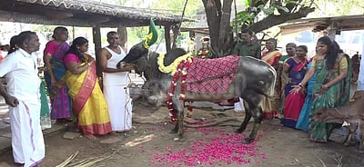 தூத்துக்குடியில் களைகட்டிய மாட்டுப்பொங்கல்