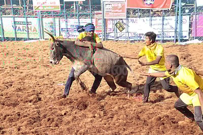 பாலமேடு ஜல்லிக்கட்டு: அடங்காத காளைகள்; 20-க்கும் மேற்பட்டோர் காயம்