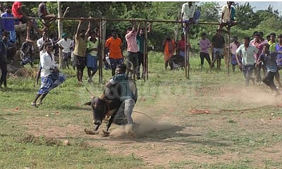 மணப்பாறை அடுத்த வேங்கைகுறிச்சியில் மினி ஜல்லிக்கட்டு