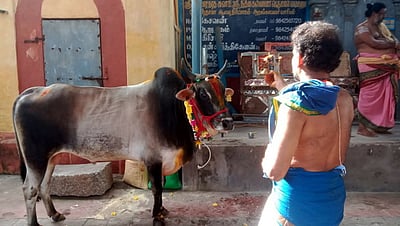காரைக்காலில் மாட்டுப் பொங்கல்