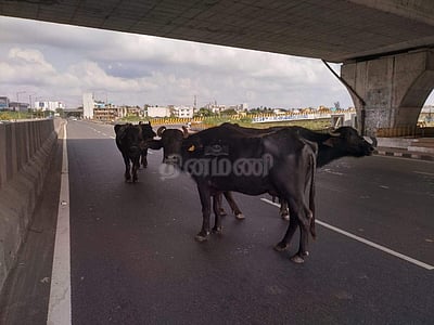 ஞாயிறன்று ஊரடங்கு: கோயம்பேடு சாலையில் சுற்றித்திரியும் மாடுகள்