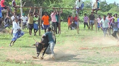 மணப்பாறை அருகே மினி ஜல்லிக்கட்டு