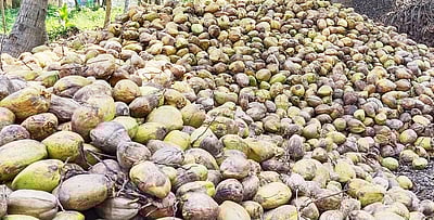 தேங்காய் விலை வீழ்ச்சியால் விவசாயிகள், வியாபாரிகள் பாதிப்பு