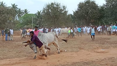 நாமக்கல் அருகே மாடுகள் பூ தாண்டும் விழா: ஏராளமானோர் கண்டுகளிப்பு