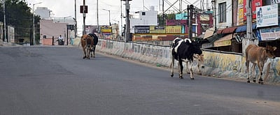 முழு ஊரடங்கு: களையிழந்த காணும் பொங்கல்