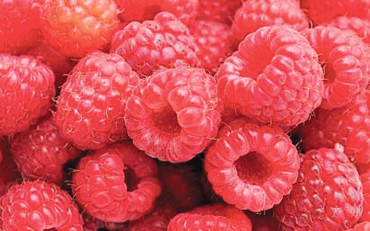 நெல்லி, வெந்தயம் ராஸ்பெரி கலந்த மாற்று தேநீர்...!