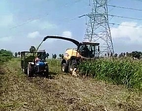 அறுவடைக்கு முன்னரே தீவனமாகும் மக்காச் சோளப் பயிரால் கூடுதல் லாபம்