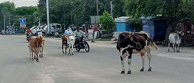 புதுகையில் இடையூறாக சாலைகளில் திரியும் மாடுகள்