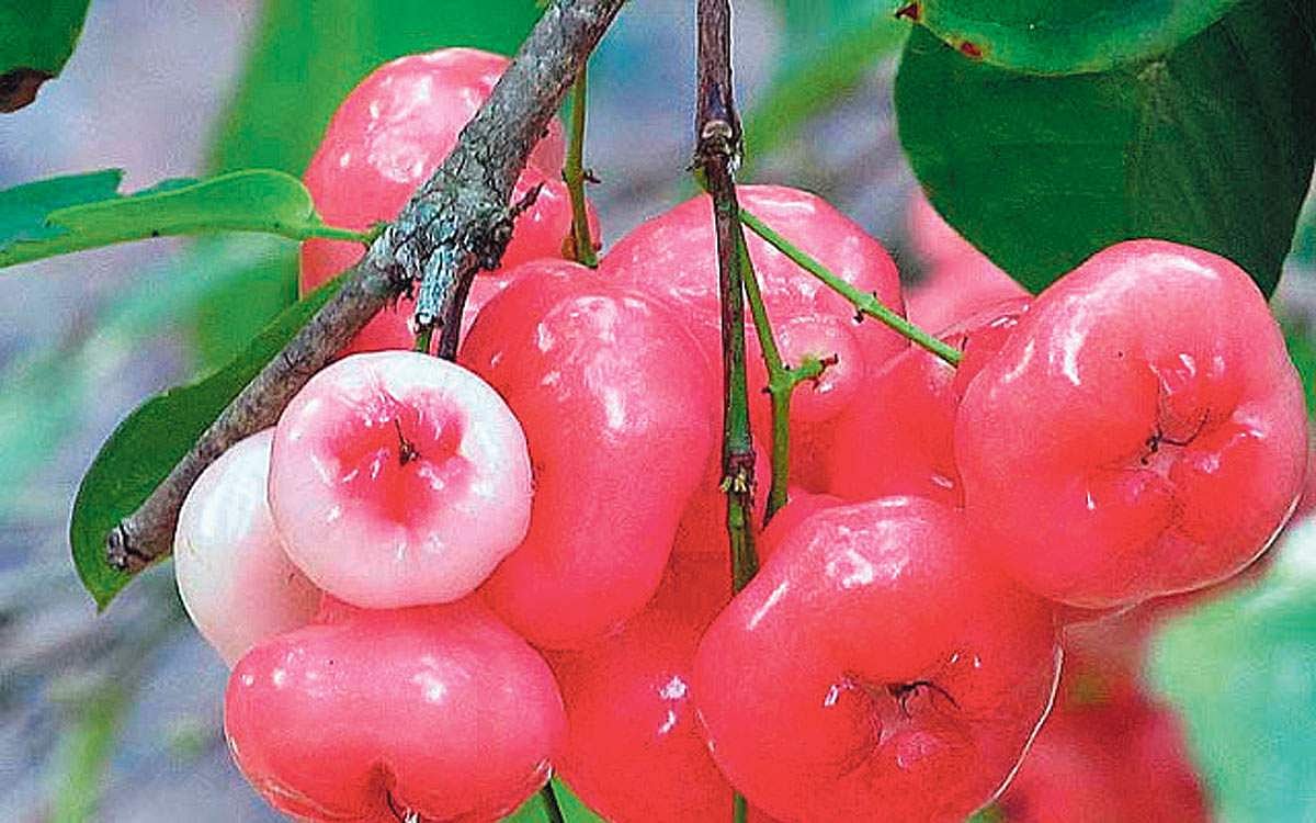 மரங்களின் வரங்கள்!: ஜம்போ ஓடி வா ! நீர்க்குமளி மரம்