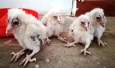 மூடிக்கிடந்த அரிசி ஆலையிலிருந்து அரியவகை ஆந்தை குஞ்சுகள் மீட்பு