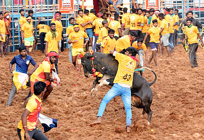 கோவையில் ஜல்லிக்கட்டு போட்டி: 873 காளைகள்; 400 மாடுபிடி வீரா்கள் பங்கேற்பு