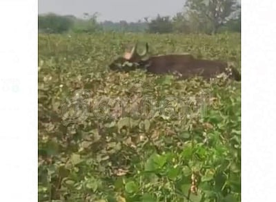 எடப்பாடி அருகே விளைநிலங்களில் நுழைந்த காட்டெருமை; விவசாயிகள் அச்சம்