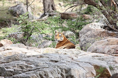 சத்தியமங்கலம் புலிகள் காப்பகத்துக்கு சா்வதேச விருது
