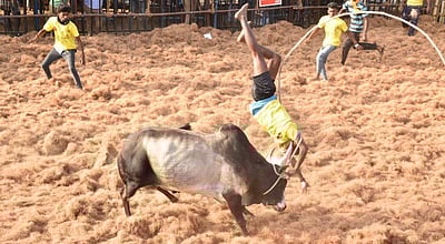குமாரபாளையத்தில் ஜல்லிக்கட்டு போட்டிகள் தொடக்கம்