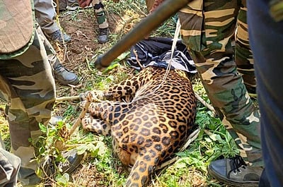 திருப்பூர் நகருக்குள் சுற்றிய சிறுத்தையை பிடித்தது வனத்துறை