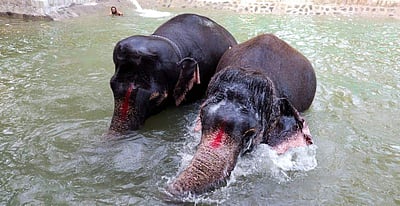 ஸ்ரீரங்கம் யானைகளுக்கு நடைப்பயிற்சியுடன் கூடிய குளியல் தொட்டி