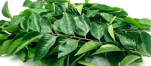 சுகம் தரும் சித்த மருத்துவம்: நரை, திரையை தடுக்க ‘கறிவேப்பிலை’ உதவுமா? எவ்வாறு உதவும்?