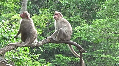 பசுமையாகக் காட்சியளிக்கும் திம்பம் மலைப் பாதை