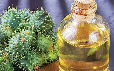 ஆயுள் காக்கும் ஆயுர்வேதம்: குடலைச் சுத்தம் செய்யும் ஆமணக்கெண்ணெய்!