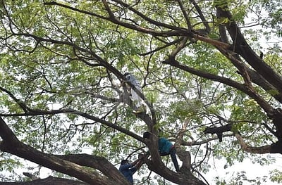 ராமநாதபுரம் அரசுப் பள்ளியில் சூயஸ் தொட்டி கட்ட எதிர்ப்பு: மாணவர்கள் மரத்தின் மீது ஏறி ஆர்ப்பாட்டம்